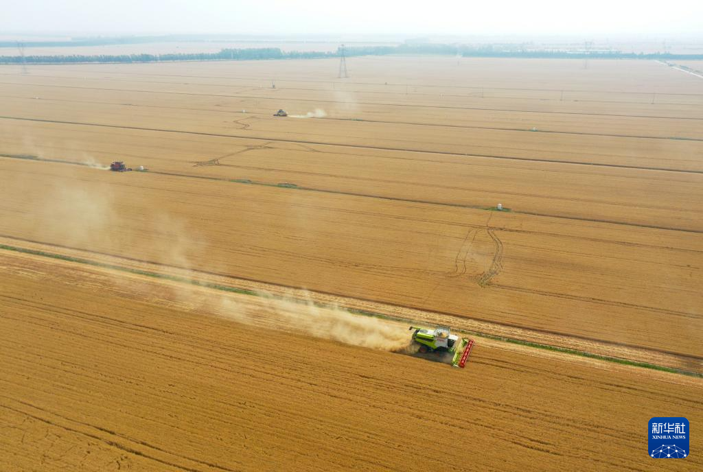 “中原粮仓”麦收过半