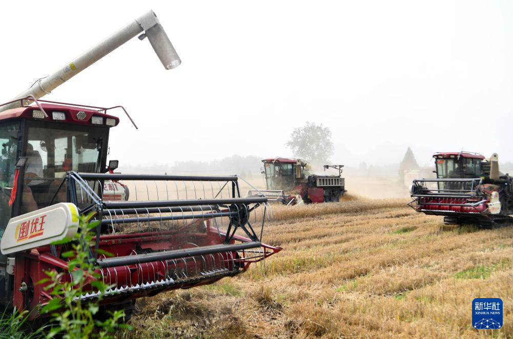 “中原粮仓”麦收过半