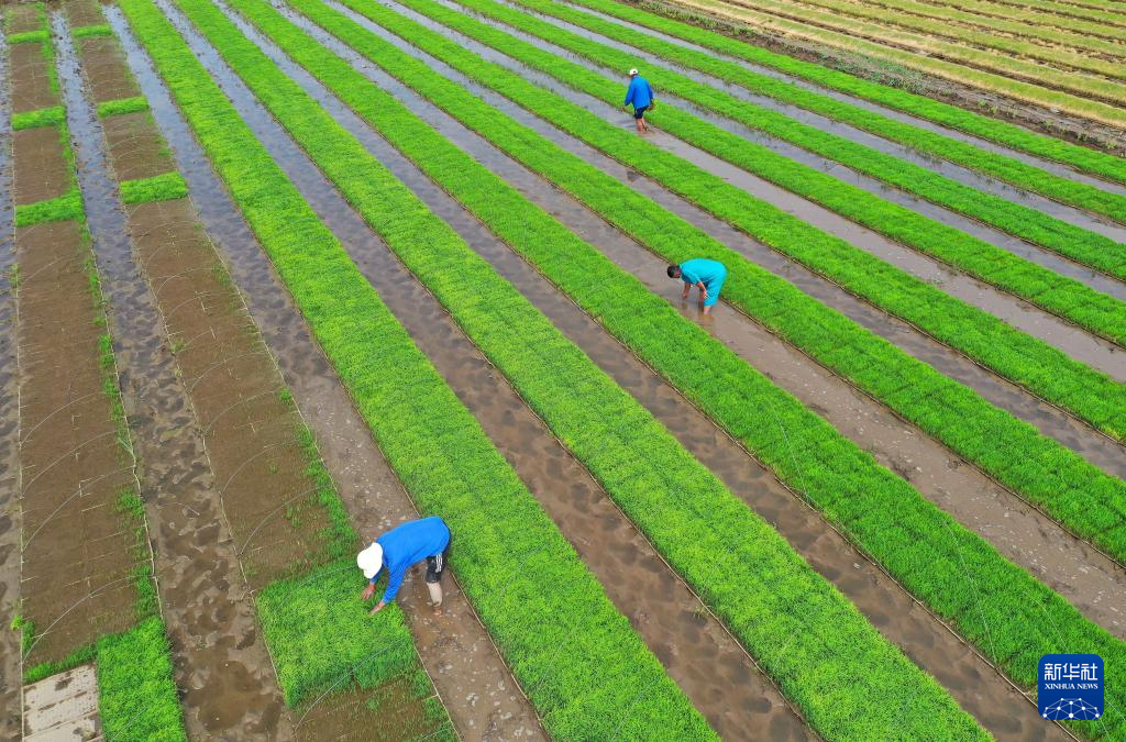 初夏时节插秧忙