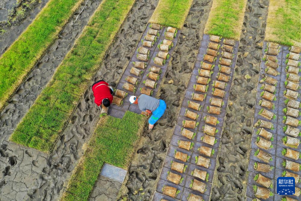 初夏时节插秧忙