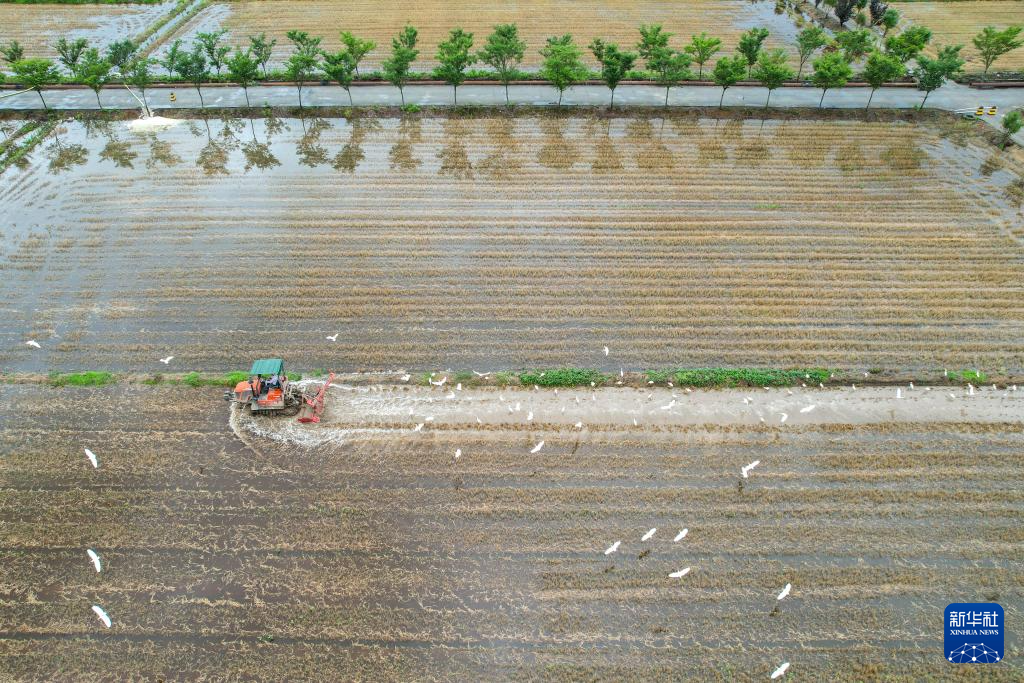 初夏时节插秧忙