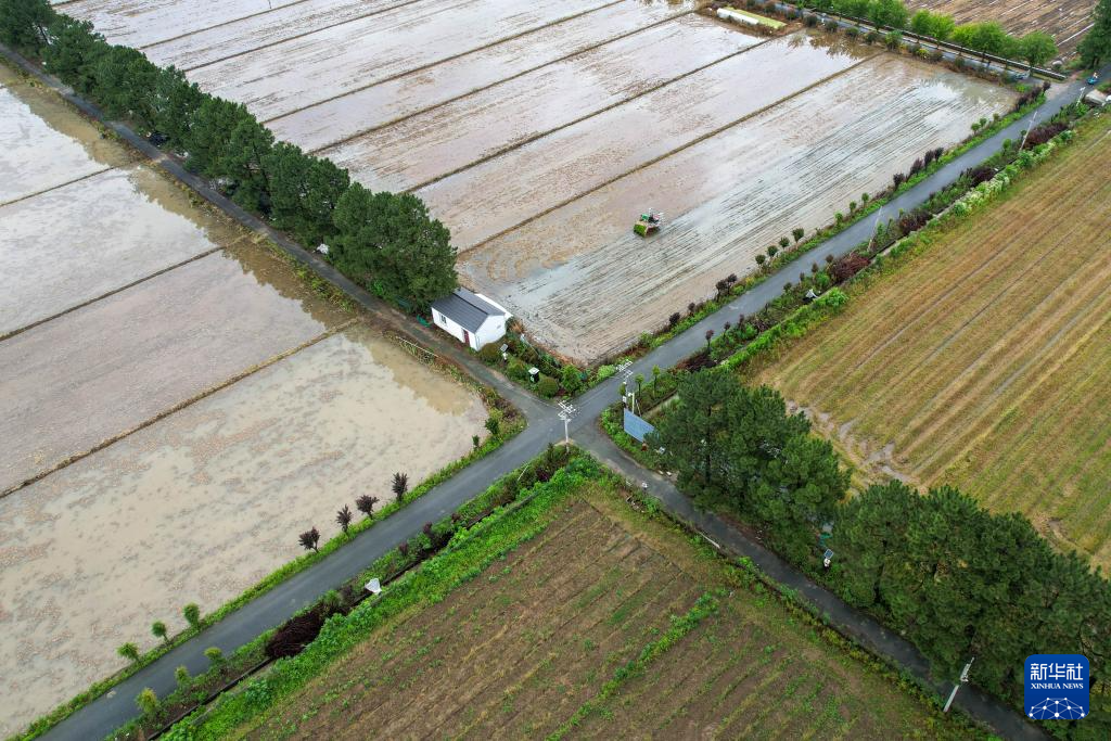 初夏时节插秧忙