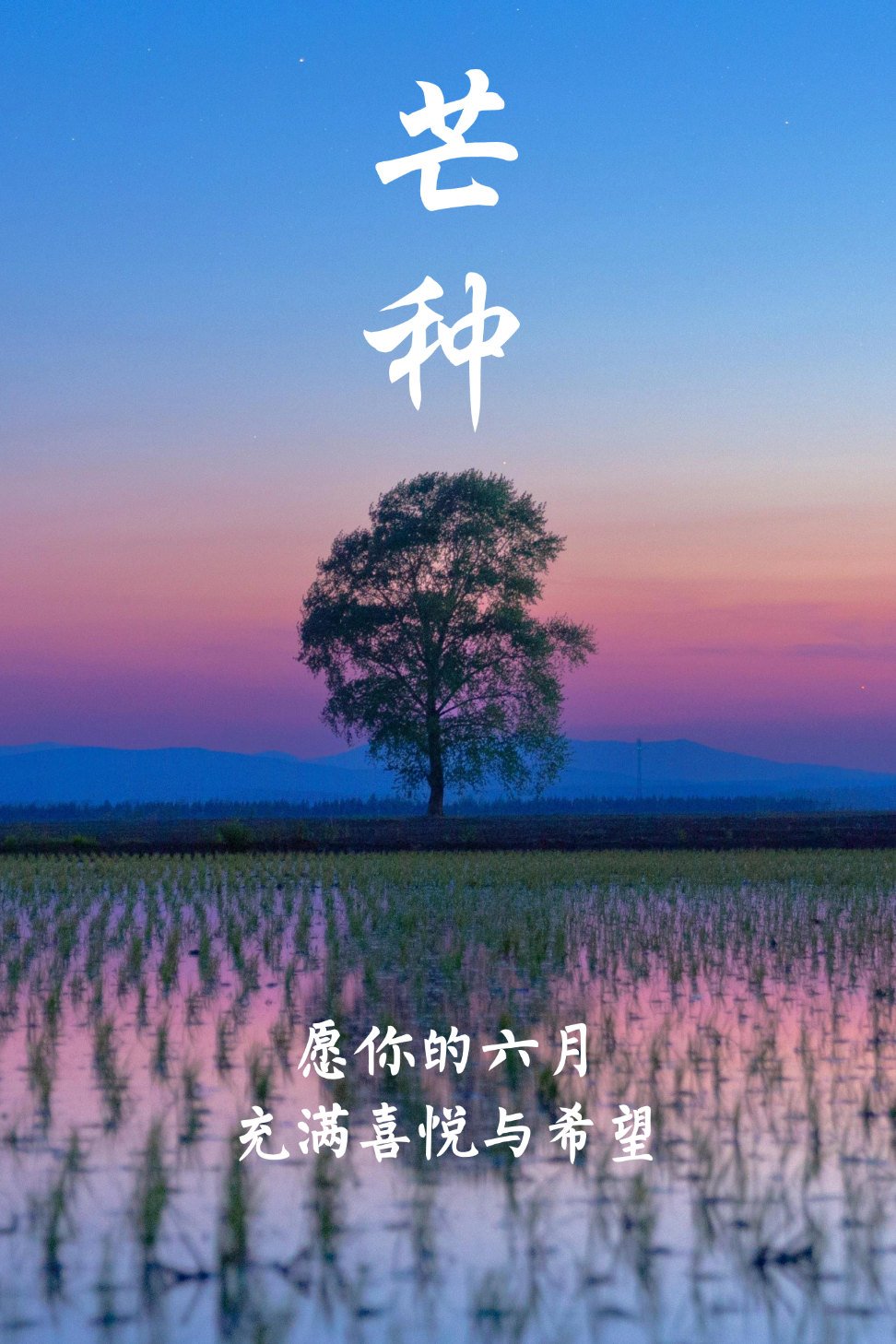 芒种!祝你收获满满