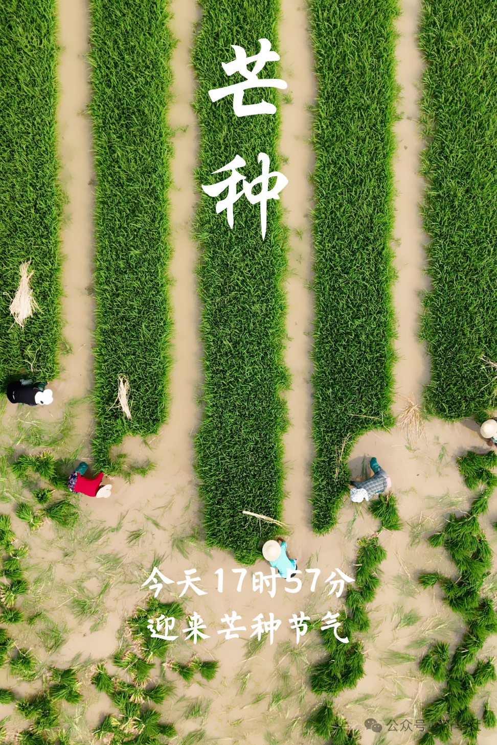 芒种!祝你收获满满