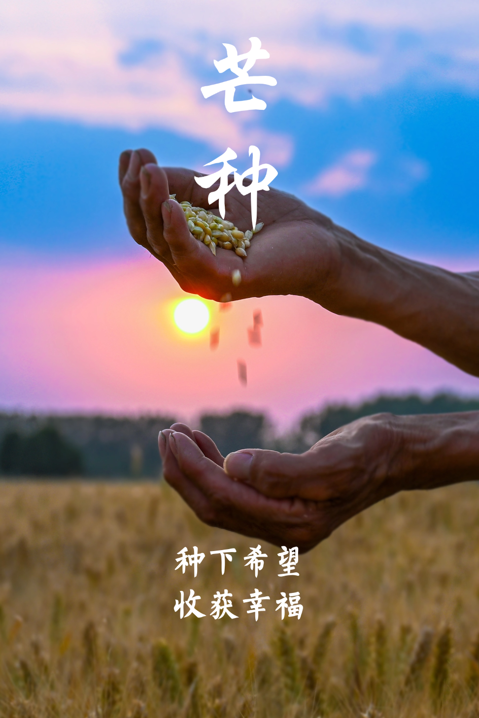 芒种!祝你收获满满