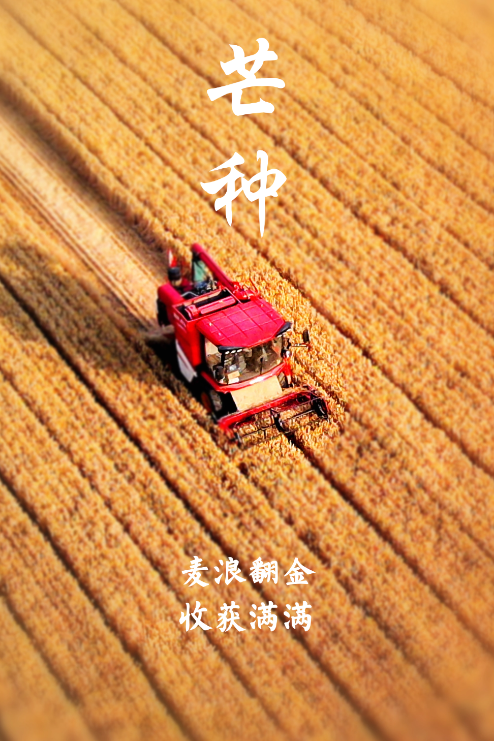 芒种!祝你收获满满