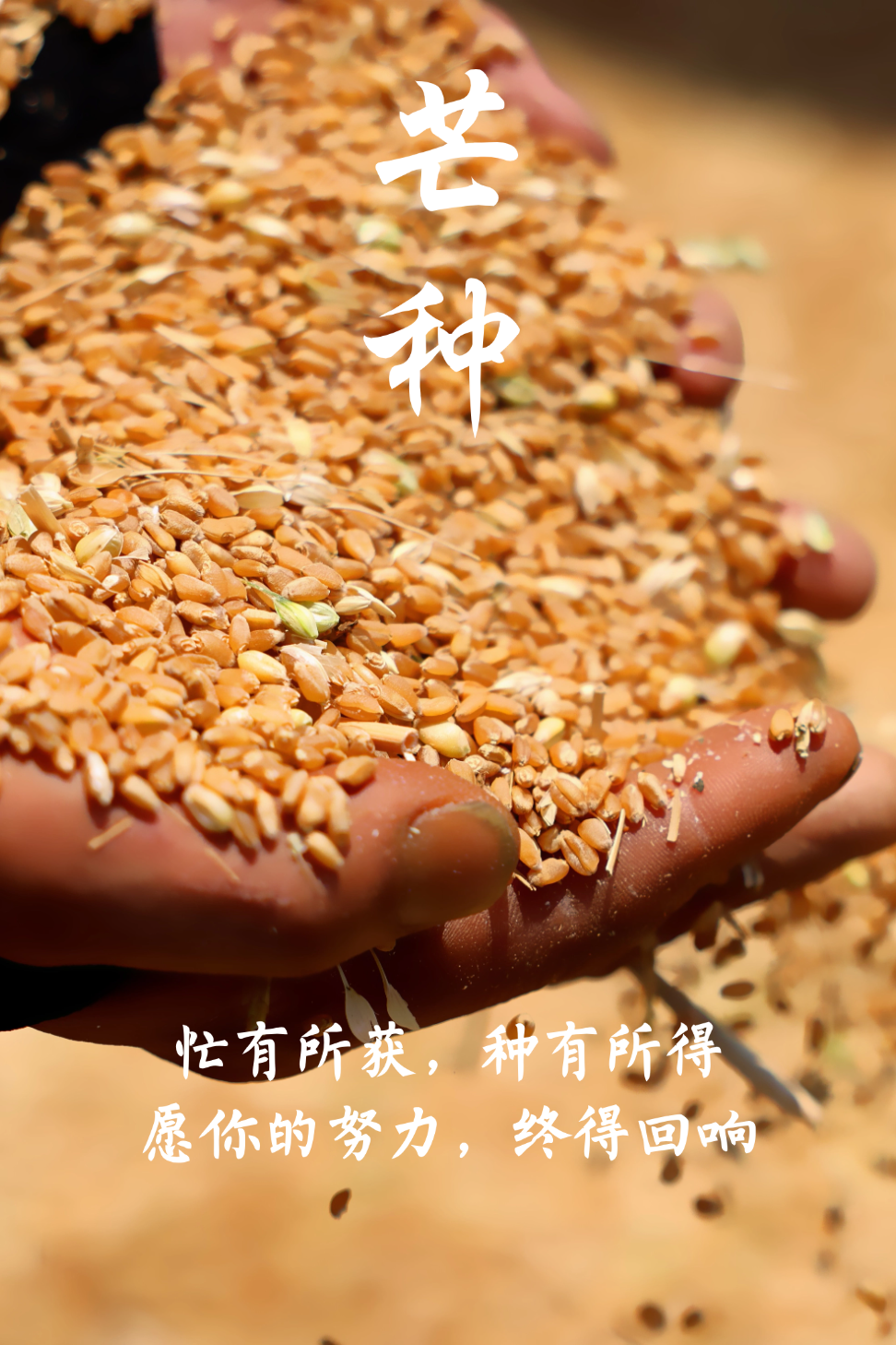 芒种!祝你收获满满