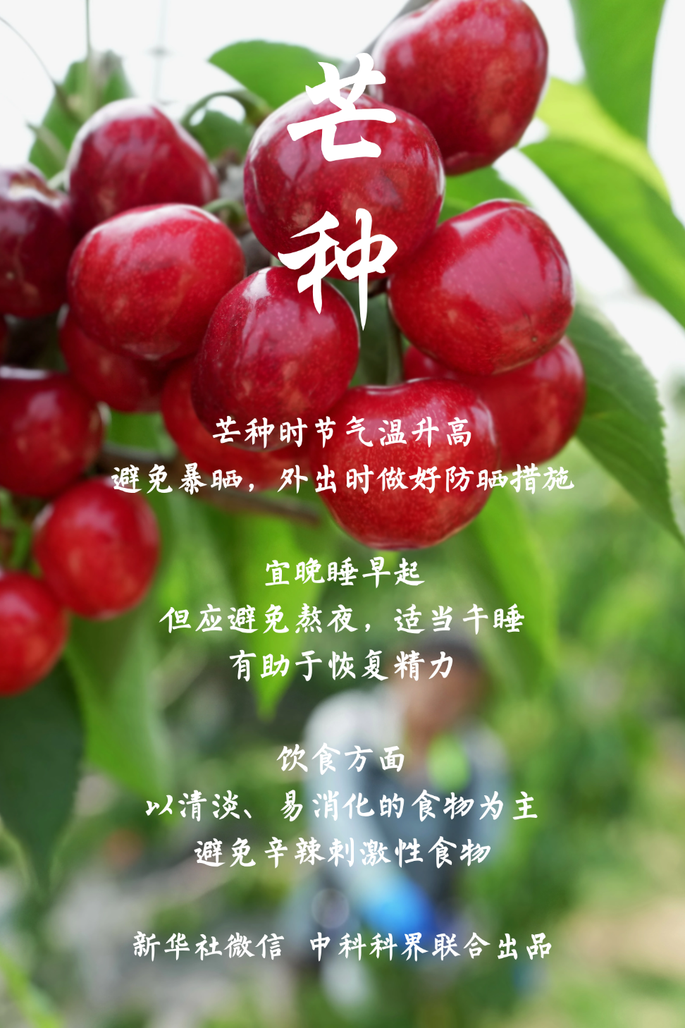 芒种!祝你收获满满