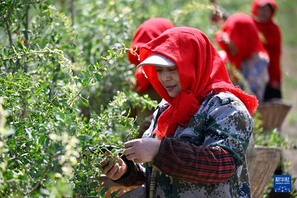 贺兰山下 头茬枸杞迎丰收