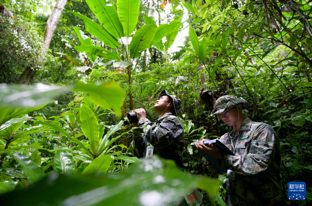 热带雨林里的飞羽精灵和它们的守护者