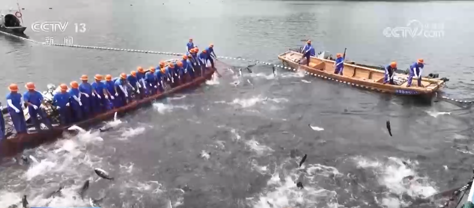 初夏时节渔货满仓 特色产业绘出乡村振兴好“丰”景