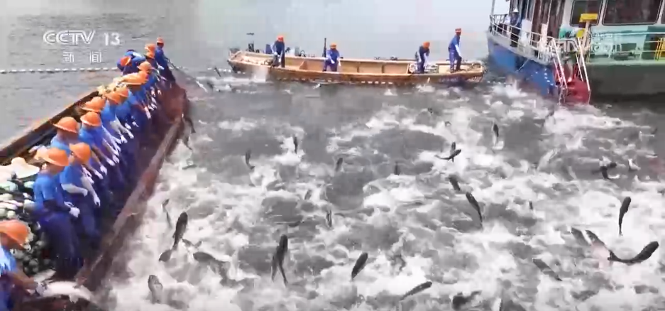 初夏时节渔货满仓 特色产业绘出乡村振兴好“丰”景