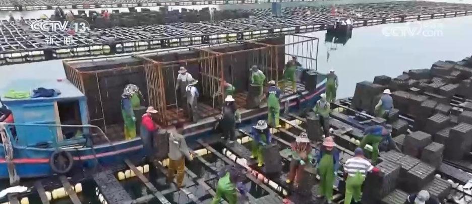 初夏时节渔货满仓 特色产业绘出乡村振兴好“丰”景