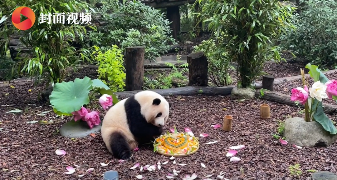 花花、和叶5岁啦！成都“顶流”姐妹花今天过生日