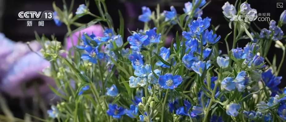 芬芳“夜经济”一路繁花燃动消费热力 定制化拍卖游客“尝尝鲜”