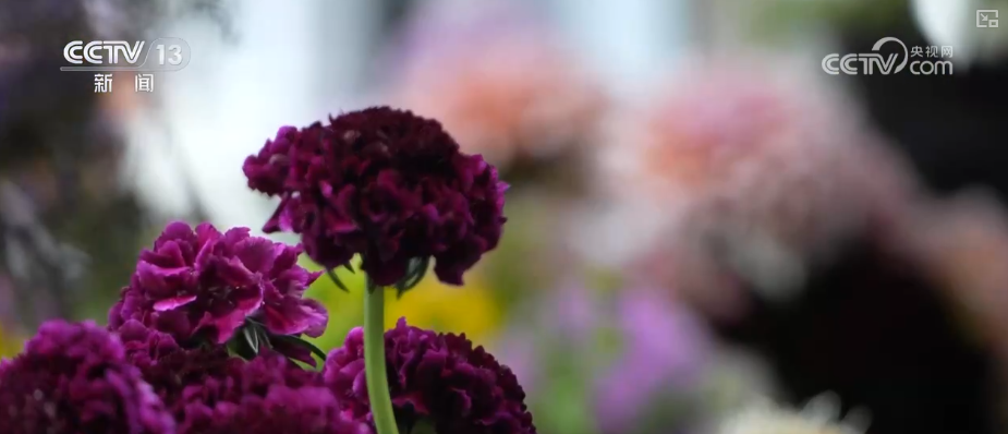 芬芳“夜经济”一路繁花燃动消费热力 定制化拍卖游客“尝尝鲜”