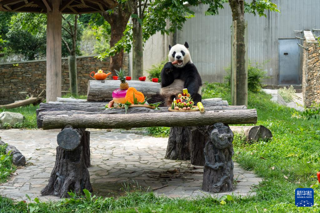 前方高“萌”！卧龙神树坪基地举办大熊猫集体生日会