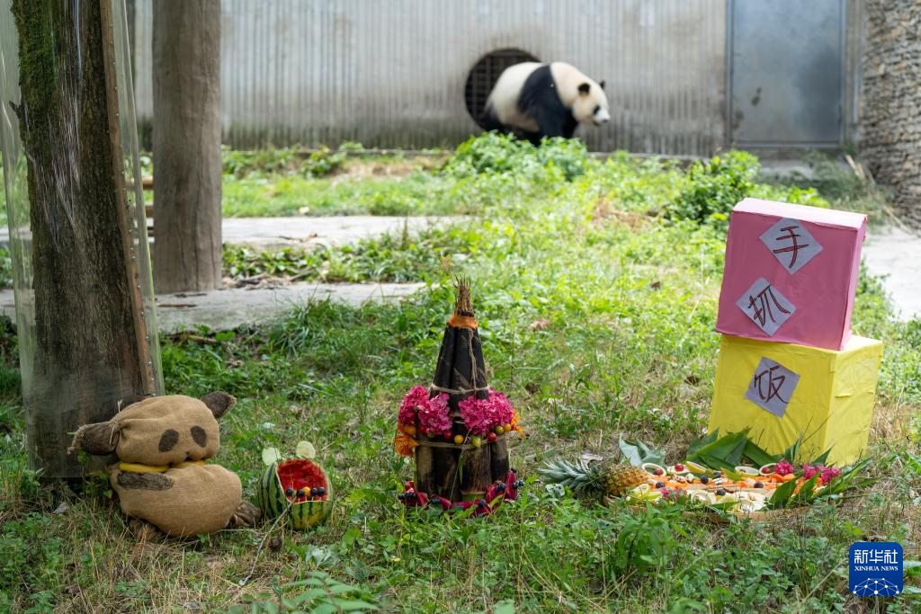 前方高“萌”！卧龙神树坪基地举办大熊猫集体生日会