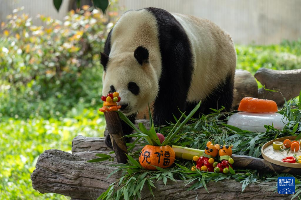 前方高“萌”！卧龙神树坪基地举办大熊猫集体生日会