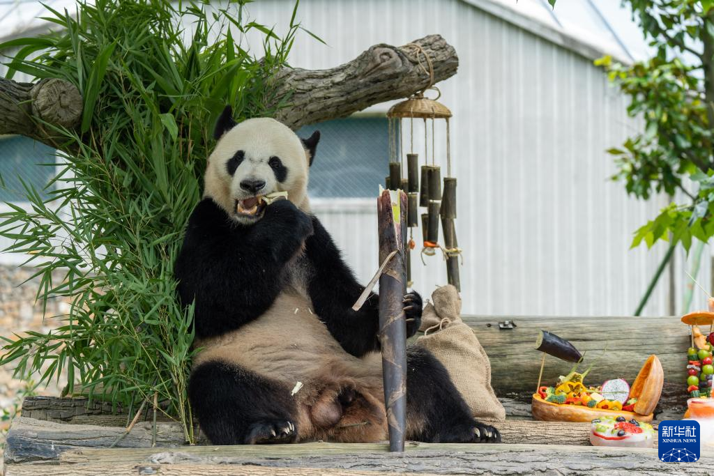前方高“萌”！卧龙神树坪基地举办大熊猫集体生日会