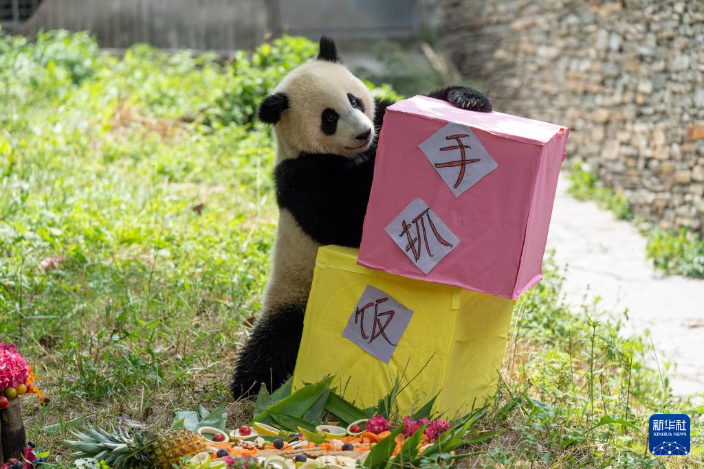 前方高“萌”！卧龙神树坪基地举办大熊猫集体生日会