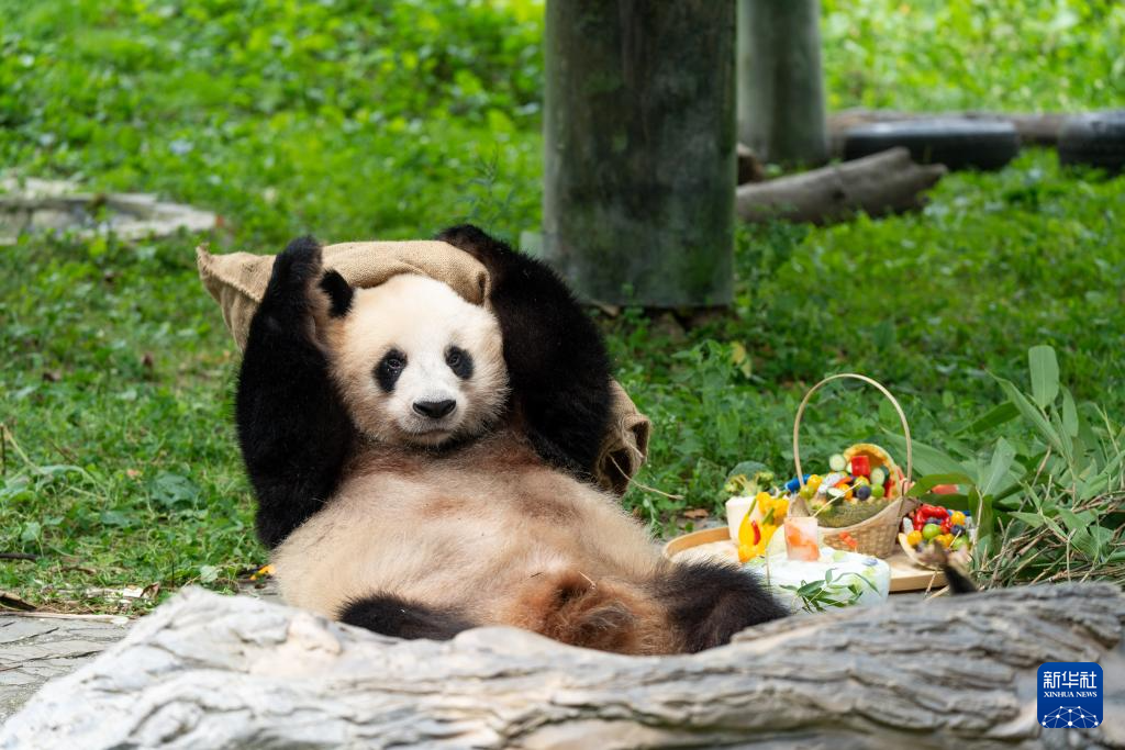 前方高“萌”！卧龙神树坪基地举办大熊猫集体生日会