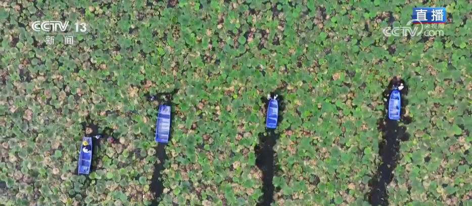 “水患”化“水利” 因地制宜发展特色种植 结出乡村振兴“共富果”