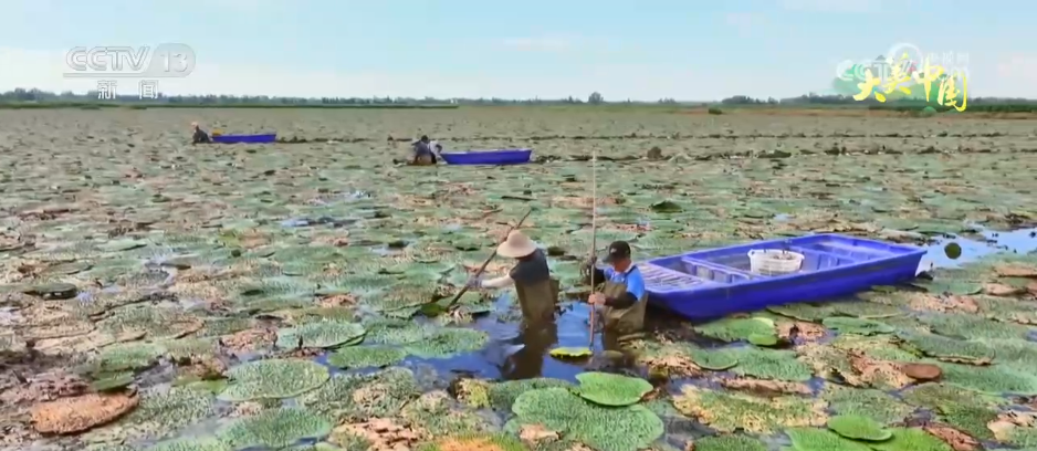“水患”化“水利” 因地制宜发展特色种植 结出乡村振兴“共富果”