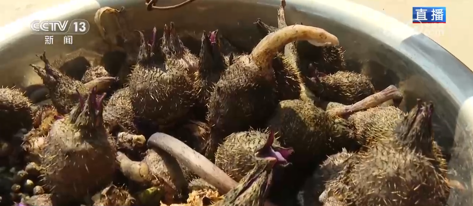 “水患”化“水利” 因地制宜发展特色种植 结出乡村振兴“共富果”