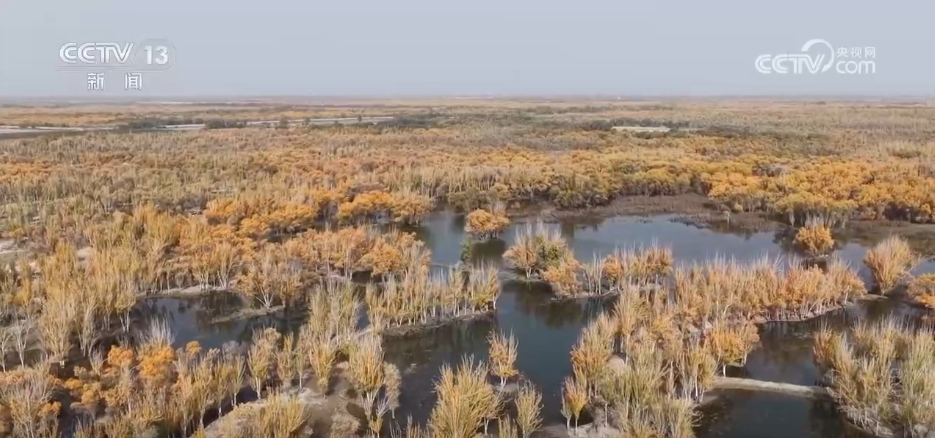 各地迎来秋日“限定版”美景 “文旅+”新场景新业态激发“赏秋经济”活力