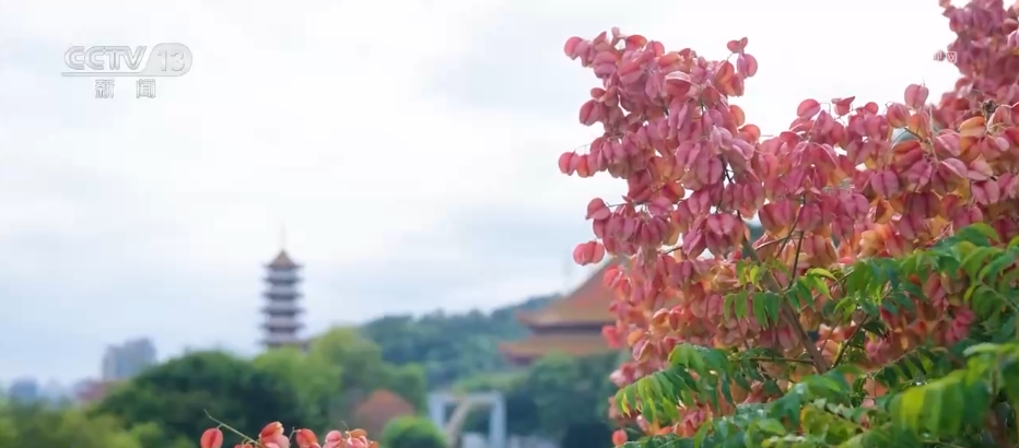 各地迎来秋日“限定版”美景 “文旅+”新场景新业态激发“赏秋经济”活力