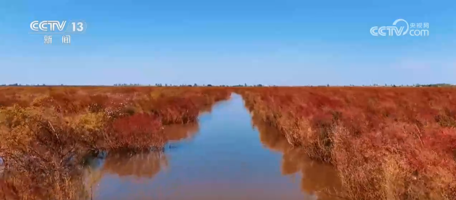 各地迎来秋日“限定版”美景 “文旅+”新场景新业态激发“赏秋经济”活力