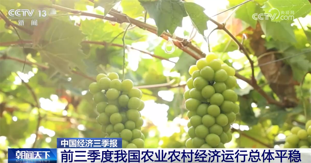 透过数据看前三季度“三农”成绩单 为经济社会高质量发展提供有力支撑