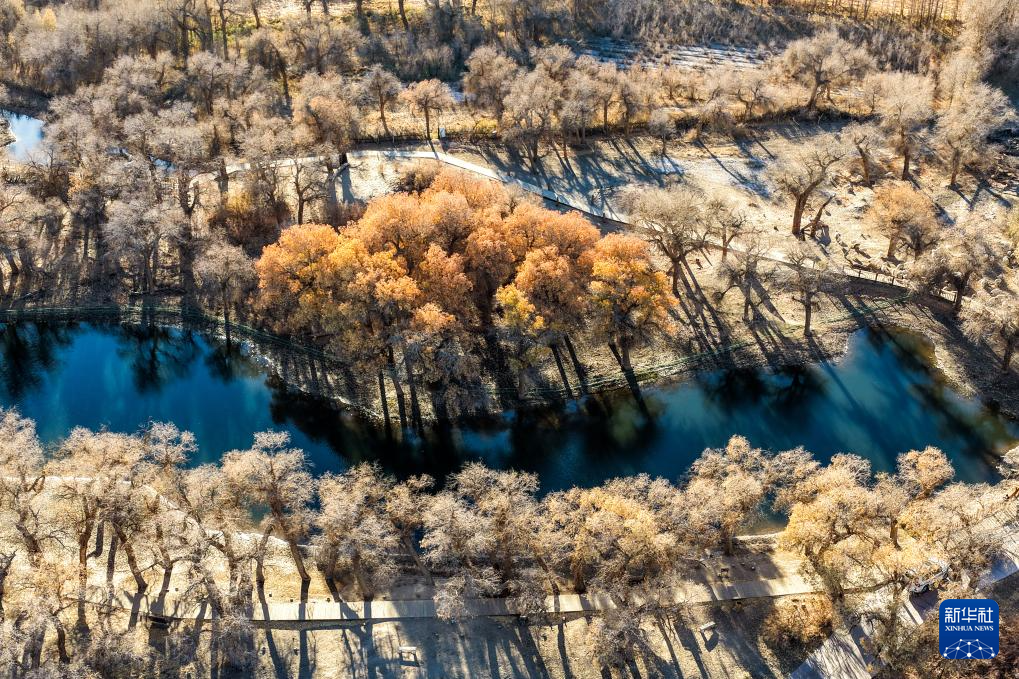 额济纳:晚秋胡杨美