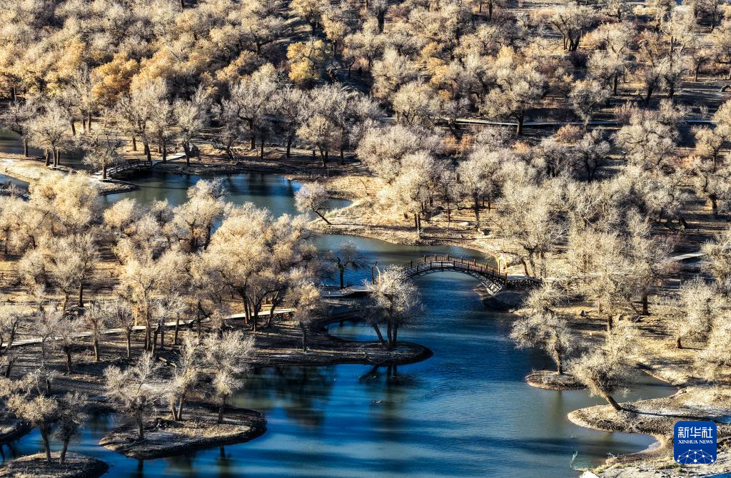 额济纳:晚秋胡杨美