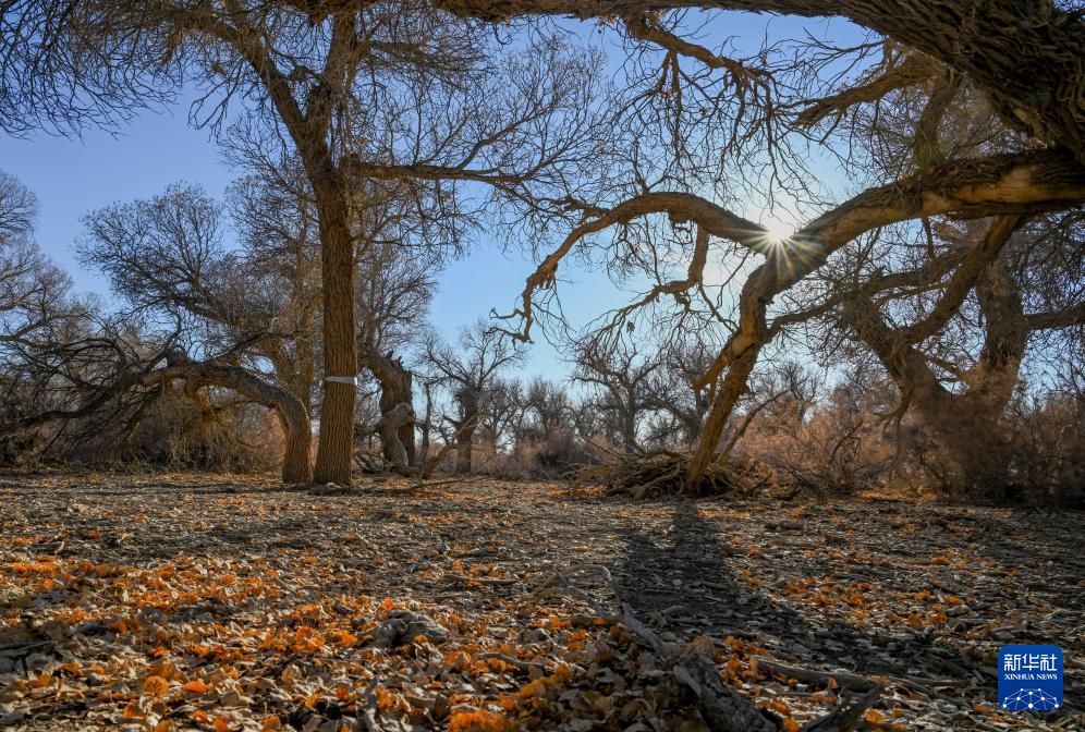 额济纳:晚秋胡杨美