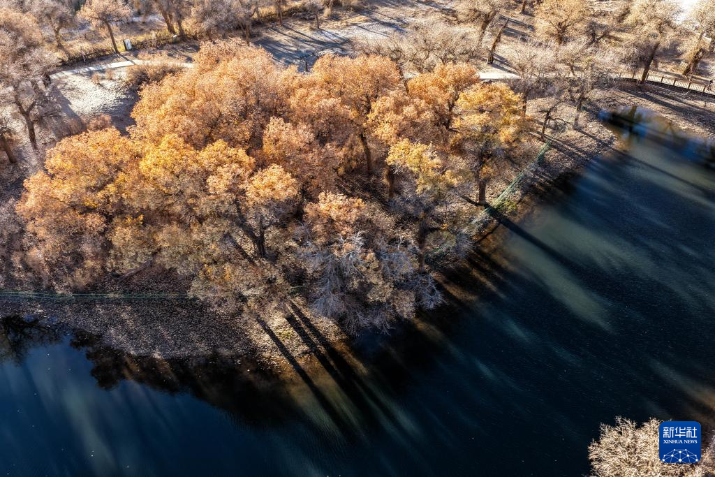 额济纳:晚秋胡杨美