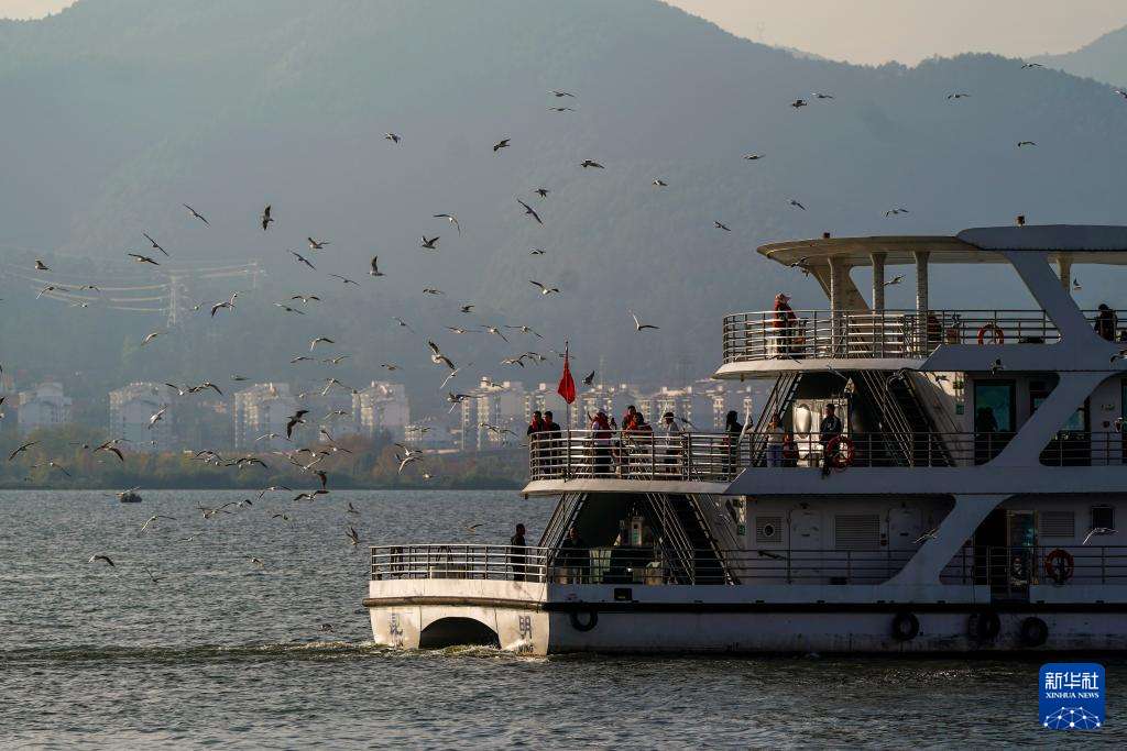 滇池畔的“约定”：四十载“春城”人鸥情