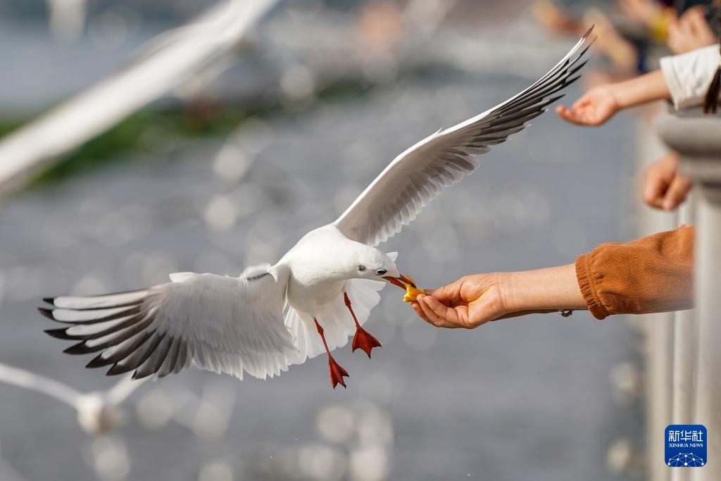 滇池畔的“约定”：四十载“春城”人鸥情