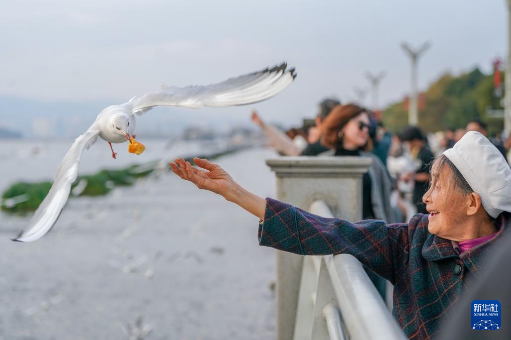 滇池畔的“约定”：四十载“春城”人鸥情