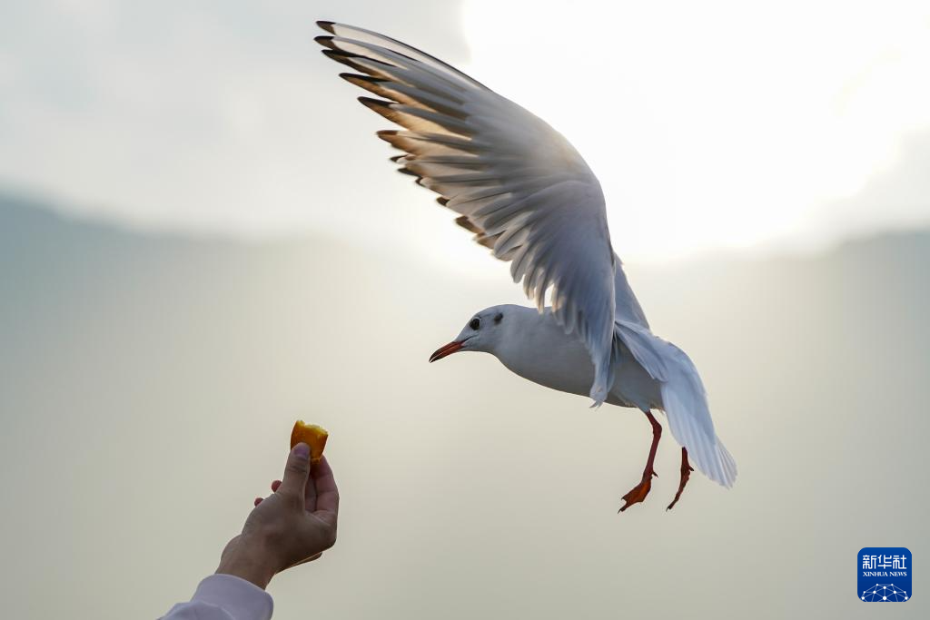 滇池畔的“约定”：四十载“春城”人鸥情