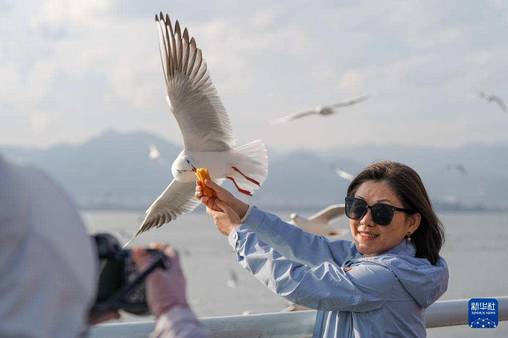 滇池畔的“约定”：四十载“春城”人鸥情