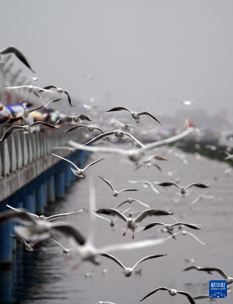 滇池畔的“约定”：四十载“春城”人鸥情