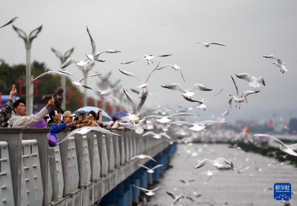 滇池畔的“约定”：四十载“春城”人鸥情