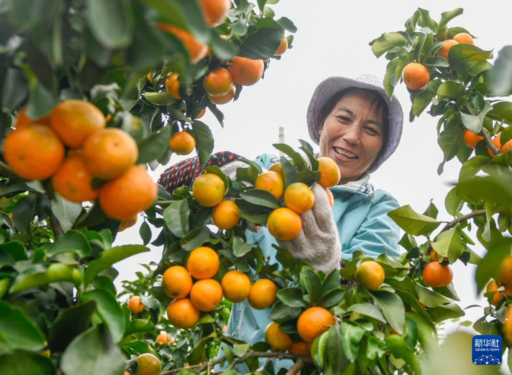 秋日“丰”景好