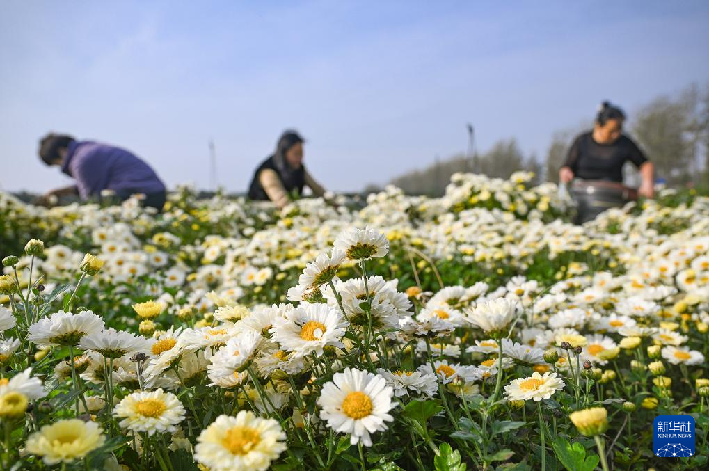 秋日“丰”景好