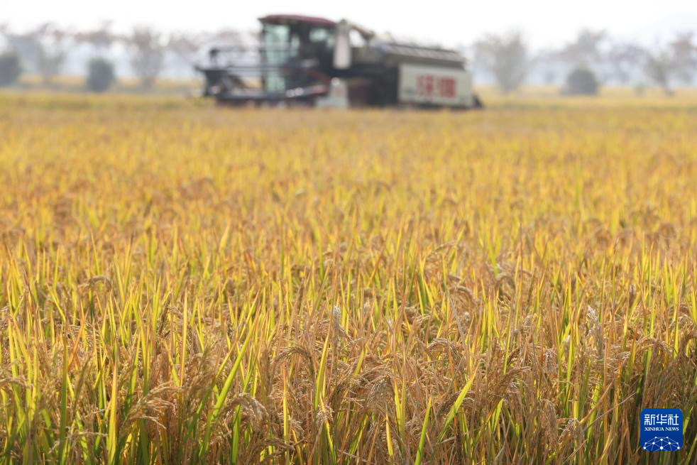 秋日“丰”景好