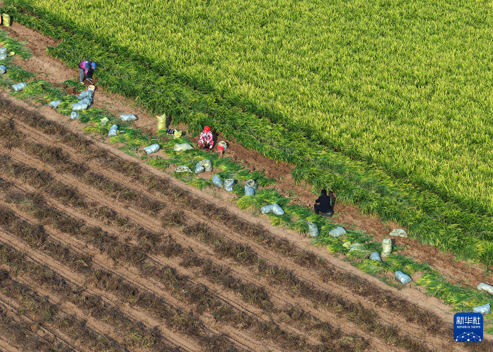 秋日“丰”景好