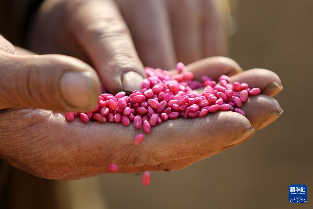 全国秋粮收获过九成 冬小麦播种过两成半