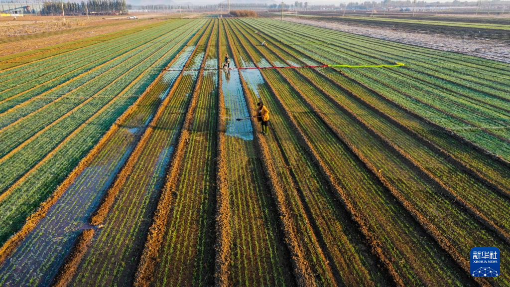 全国秋粮收获过九成 冬小麦播种过两成半
